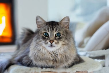 Sibirya cinsinin sevimli kedisi kapalı alanda, hipoalerjenik çiftlik hayvanı.