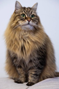 Sibirya cinsinin sevimli kedisi, hipoalerjenik çiftlik hayvanı.