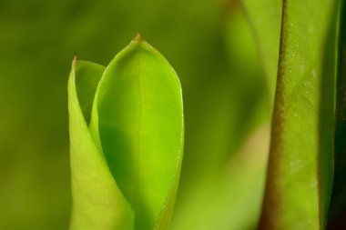 Büyüyen yeşil yaprağı kapat