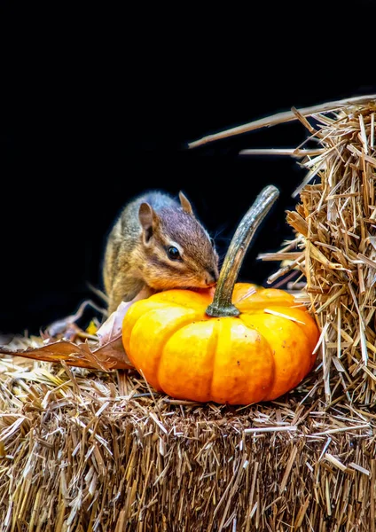 Kleine Eekhoorn Onderzoekt Een Kleine Oranje Pompoen Deze Herfst Stilleven — Stockfoto