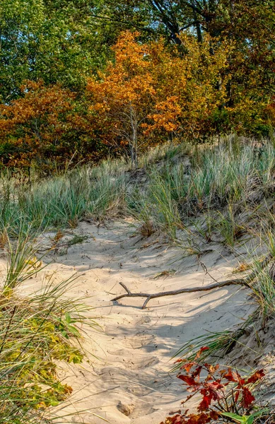 Lake Michigan Dunes Dotted Colorful Trees Leaves Become Vibrant Pretty — Stock Photo, Image