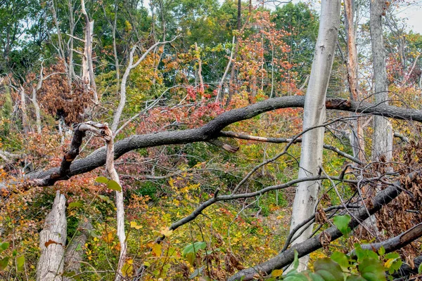 Een Bos Werd Verwoest Nadat Een Kleine Tornado Neergestort Tientallen — Stockfoto