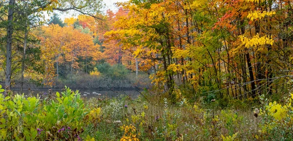 Paisagem Outono Colorido Michigan Eua Faz Feliz Para Estações Outono — Fotografia de Stock