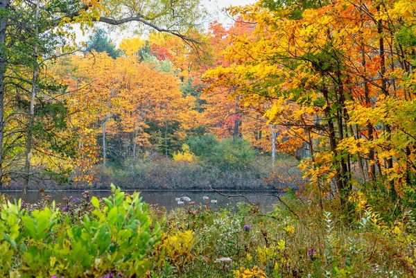 Enten Schwimmen Einem Kleinen Versteckten Teich Dieser Goldenen Waldlandschaft — Stockfoto