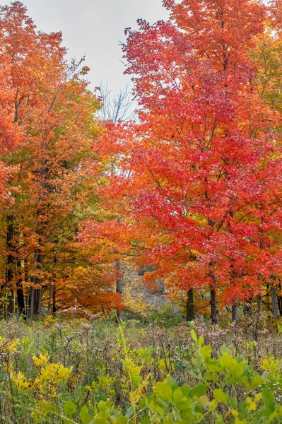 Λαμπρό Χρωματιστά Δέντρα Ξεχωρίζουν Αυτό Michigan Ηπα Φθινόπωρο Τοπίο — Φωτογραφία Αρχείου