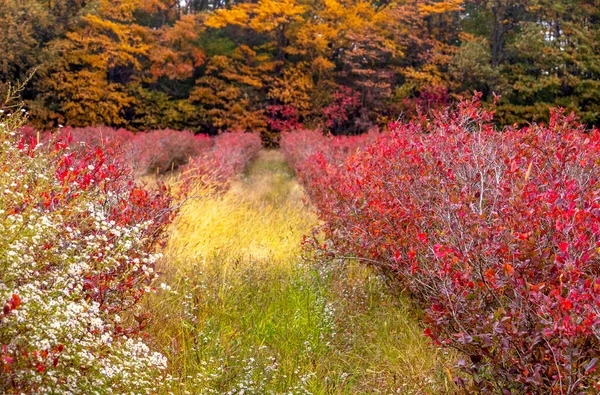 Fazenda Mirtilo Michigan Michigan Eua Vira Muito Colorido Outono — Fotografia de Stock