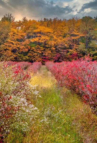 Tormenta Mueve Una Colorida Granja Arándanos Otoño —  Fotos de Stock