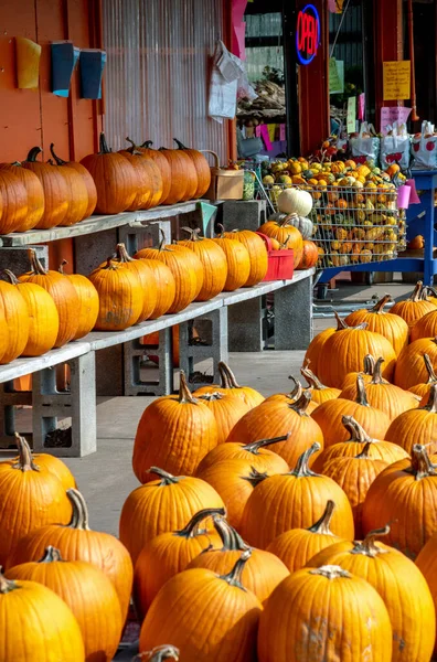 大きく 小さく オレンジで 白です ハロウィーンと感謝祭の間に秋の装飾のために多くのカボチャの選択がここにあります — ストック写真