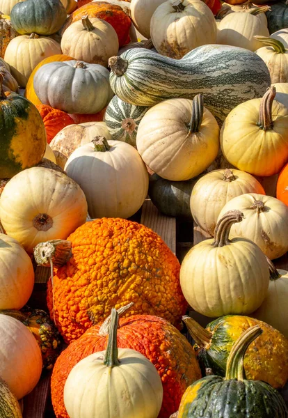 Niesamowita Różnorodność Tykwy Dynie Dekoracji Jesienią Zabawy Halloween — Zdjęcie stockowe