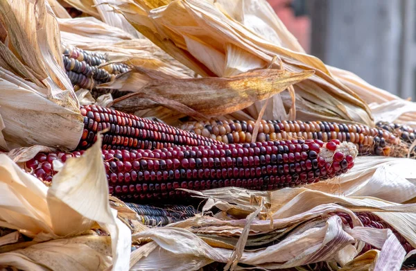 万圣节和感恩节装饰的五彩缤纷的玉米穗 — 图库照片