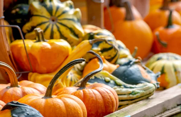 Kleurrijke Herfstweergave Van Kalebassen Pompoenen Met Selectieve Focus Oppervlakkige Velddiepte — Stockfoto