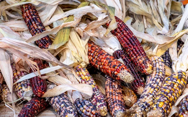 五彩缤纷的印第安玉米堆成的小堆 用来装饰秋天 — 图库照片