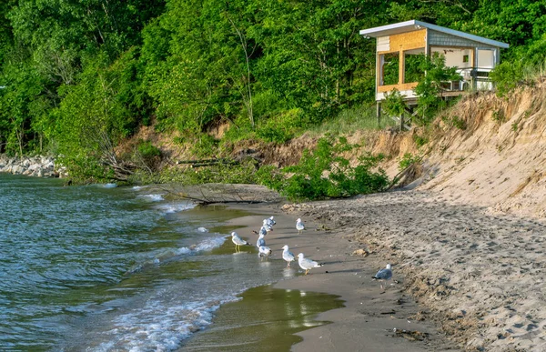 Gabbiani Passeggiata Lungo Rive Del Lago Michigan Vicino Una Piccola — Foto Stock