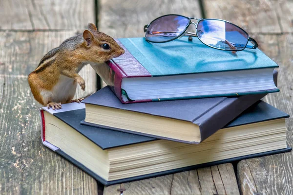 little chipmunk checks out a stack of books and a pair of glasses on a rustic wood porch