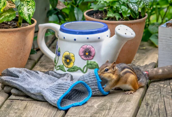 Tiny chipmunk checks out a pair of garden gloves in this outdoor garden of potted plants