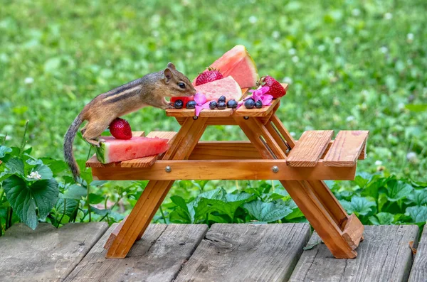 Malý Piknikový Stolek Plný Různých Letního Ovoce Vítá Chlupatý Chipmunk — Stock fotografie