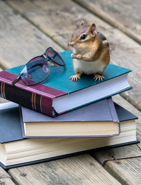 Ένα Μικρό Τρωκτικό Σκίουρου Τσεκάρει Μια Στοίβα Από Βιβλία Που — Φωτογραφία Αρχείου