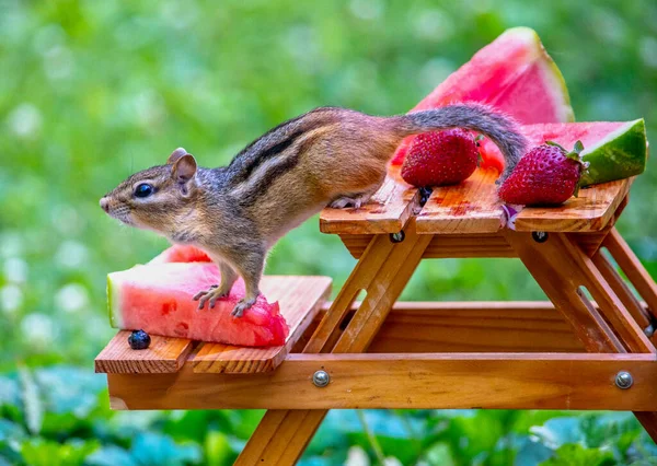 Jonge Eekhoorn Bewaakt Zijn Zomertijd Picknick Fruit Als Hij Staat — Stockfoto