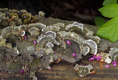 İlginç mantar katmanları çürümüş bir ağaç kütüğünde yetişir.