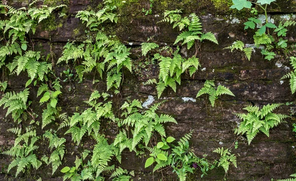 Kleine Groene Varens Groeien Een Rustieke Kalkstenen Muur — Stockfoto