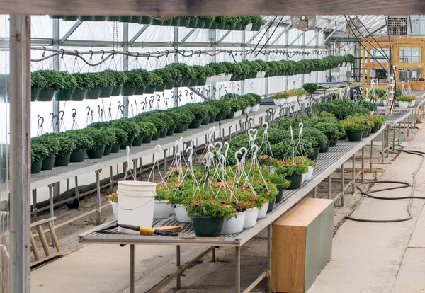 几十个挂着的植物生长在一个商业的绿色房子里 准备在春天和夏天种植在庭院和甲板上 — 图库照片