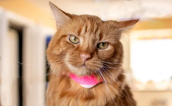 Gato Tabby Posa Com Uma Bandagem Rosa Enrolado Torno Seu — Fotografia de Stock