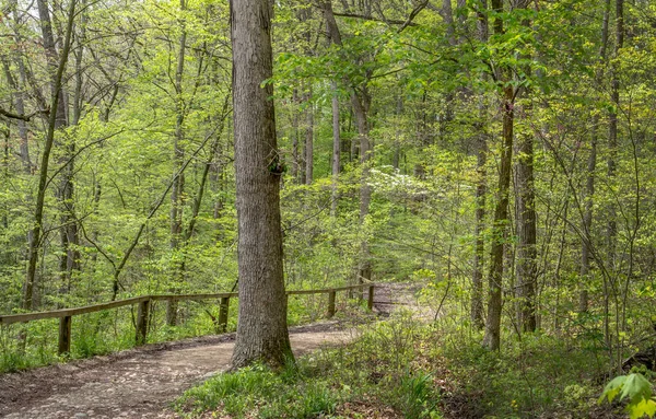 Mooie Lentewandeling Paden Gevonden Het Turkey Run State Park Mitchel — Stockfoto