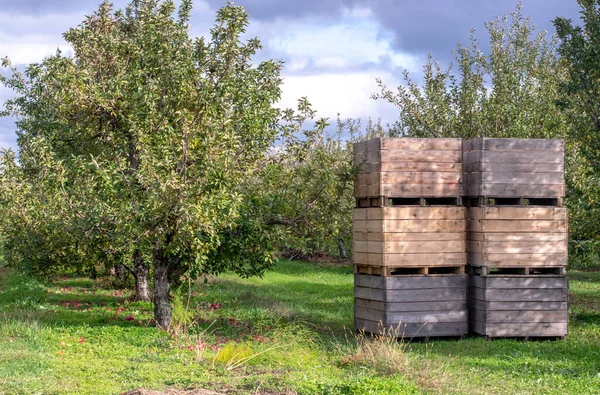 Μεγάλα Κιβώτια Ένα Οπωρώνα Γεμάτο Ώριμα Μήλα Του Μίσιγκαν — Φωτογραφία Αρχείου