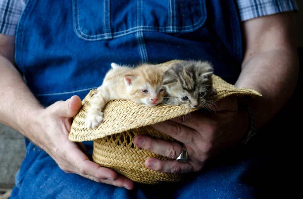 Fermier Tient Chapeau Paille Plein Chatons Âgés Semaines Somnolentes — Photo