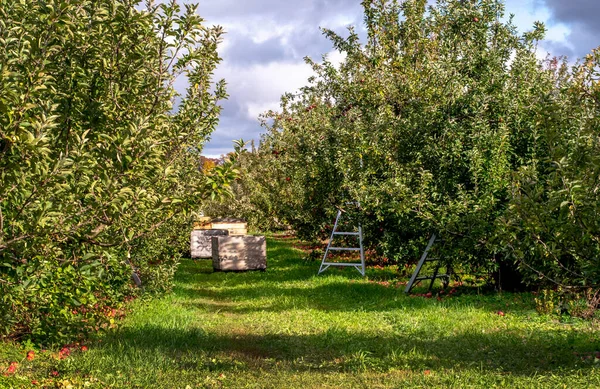 Вибір Яблук Повному Режимі Цьому Зайнятому Мічиганському Яблучному Саду — стокове фото