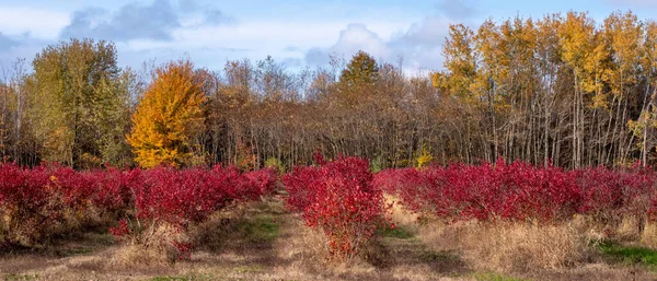 Autumn Panorama Colorful Blueberry Field Michigan Usa — Stock Photo, Image