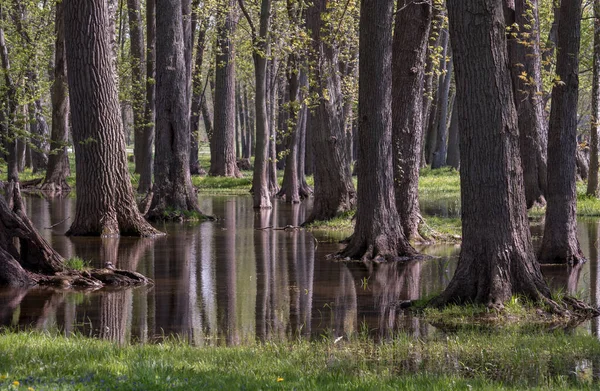 나무들이 우거진 아름다운 공원에는 범람하여 나무들 사이에 새로운 만들어 놓았다 — 스톡 사진
