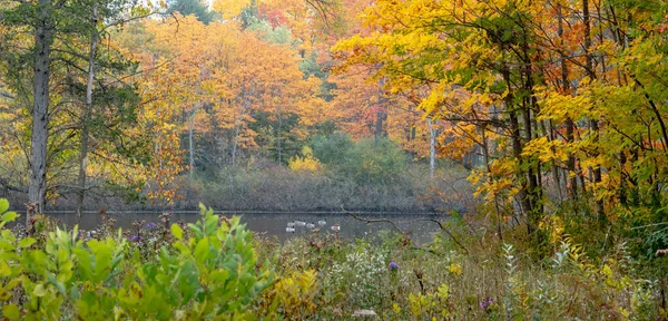 Arbres Colorés Long Une Rivière Créer Une Belle Scène Panorama — Photo