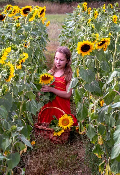 Молода Дівчина Помаранчевій Сукні Збирає Соняшники Цьому Красивому Літньому Полі — стокове фото