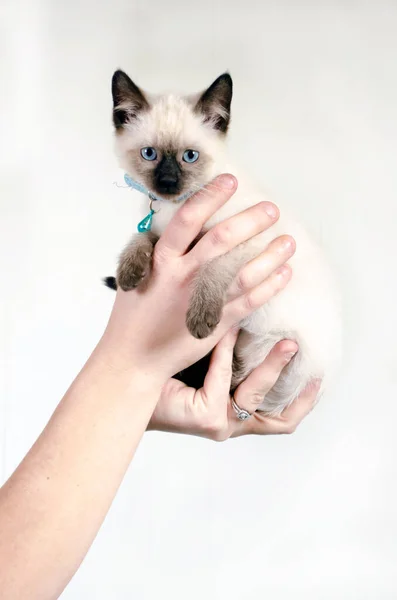 Mãos Segurar Gatinho Siamês Adorável Com Olhos Azuis Profundos — Fotografia de Stock