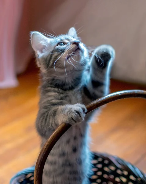 Pequeño Pelado Gatito Stands Mimbre Cesta Mendigando Para Atención — Foto de Stock