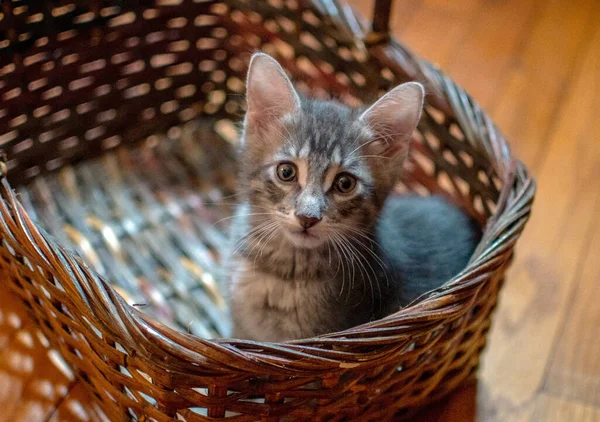 Kleines Grau Gestreiftes Kätzchen Sitzt Einem Weidenkorb Und Bettelt Mitnahme — Stockfoto