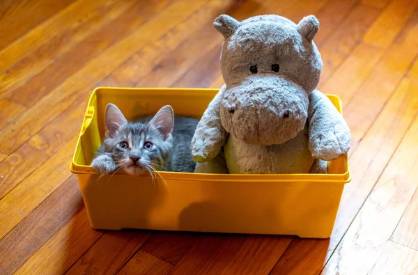 Duo Improbable Mais Jeune Chaton Hippopotame Farci Dans Une Boîte — Photo