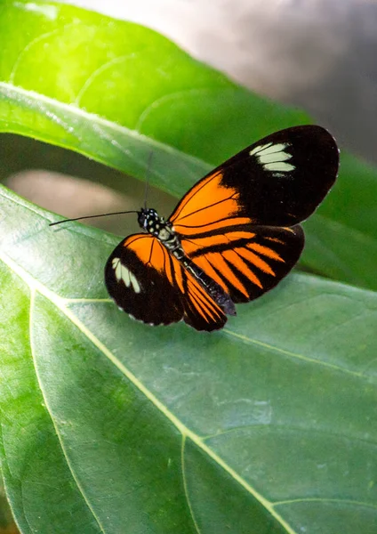 翼に黒い先端を持つ美しいオレンジと黒の縞模様の蝶のクローズアップ — ストック写真