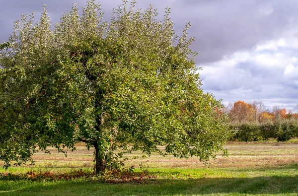 在美国密歇根州的一个田野边上 有一棵高大的老苹果树 — 图库照片