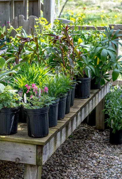 Rangées Plantes Pot Hangar Sont Vendre Dans Rustique — Photo