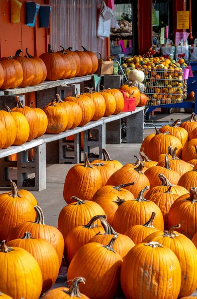 Högar Ljusa Orange Pumpor Och Färgglada Hösten Gourds Visas Gårdsmarknad — Stockfoto