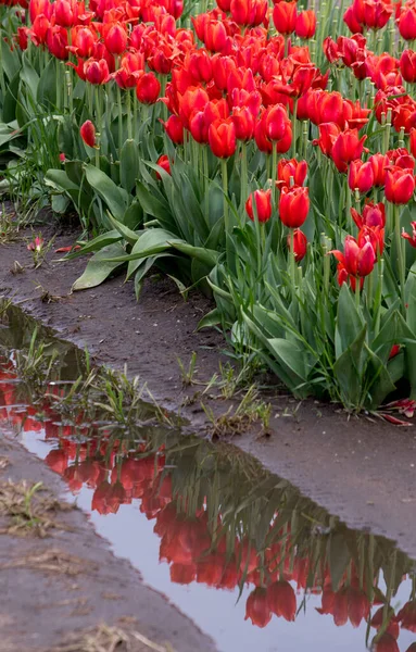 密歇根州一场春雨后 一排排的红郁金香倒映在泥坑里 — 图库照片