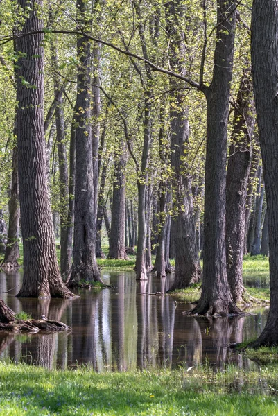 Een Bosje Bomen Staat Een Overstroomd Michigan Bos — Stockfoto