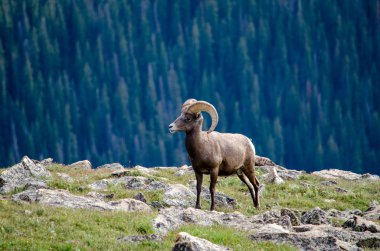 Büyük horn ram bir Cliff'in kenarında