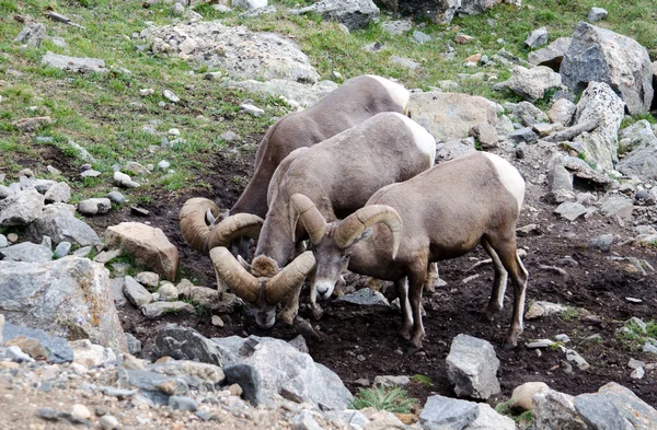Большая рогатая овца — стоковое фото