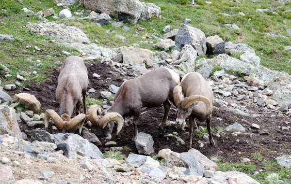 Rocky Mountain grote hoorn schapen — Stockfoto