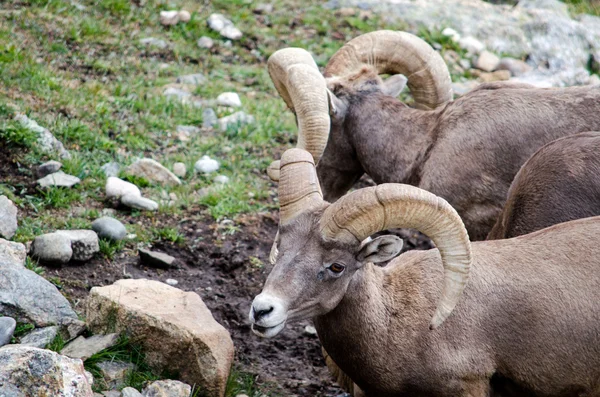 Para owiec Bighorn — Zdjęcie stockowe