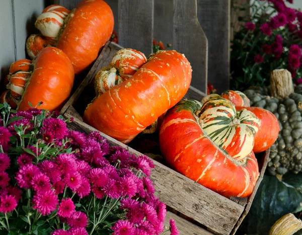 Calabazas de otoño y mamás — Foto de Stock