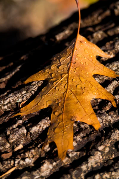 Fallen oak leaf with water drops — Stock Photo, Image